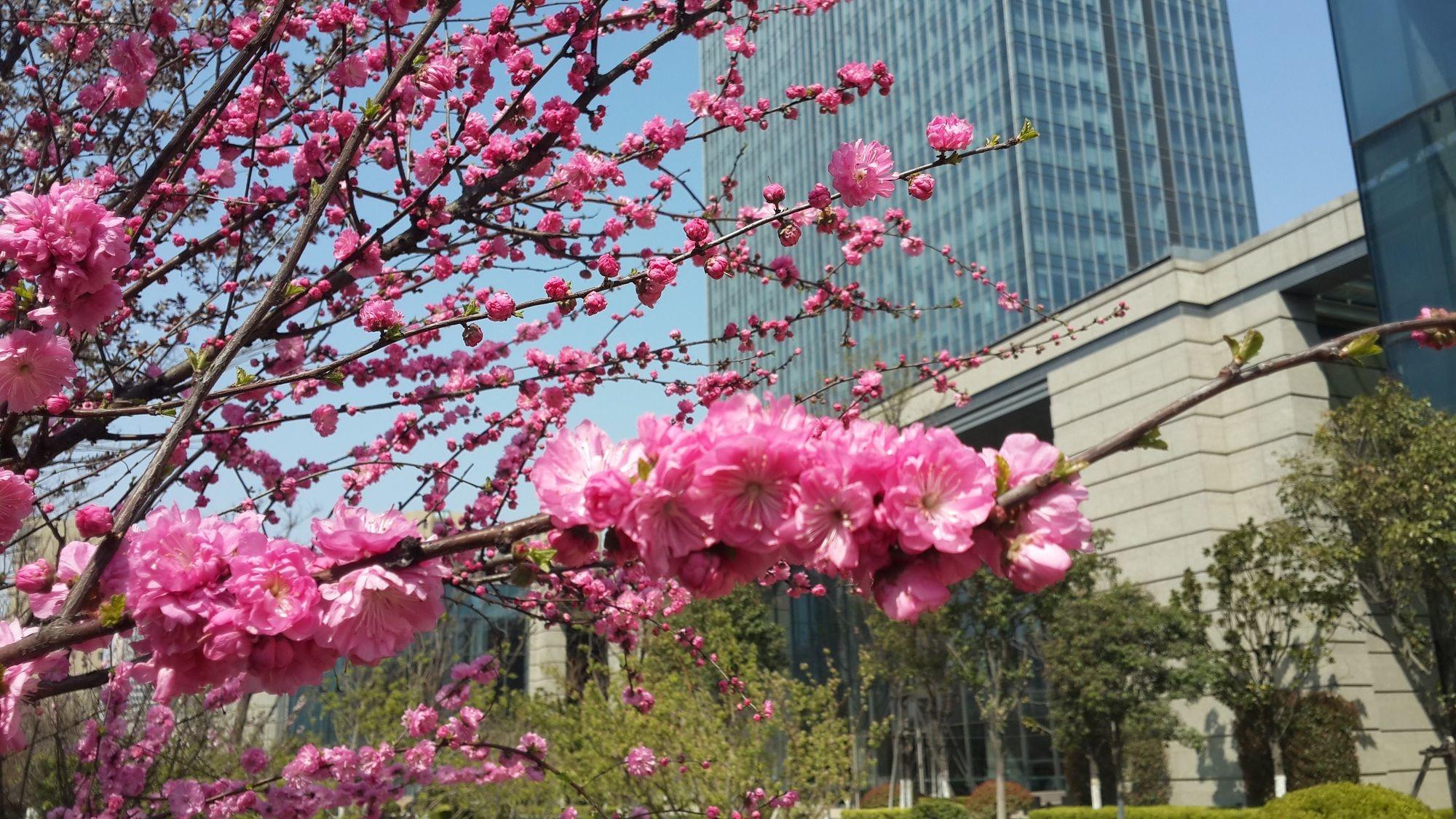Sheraton Qingdao Jiaozhou Hotel Экстерьер фото